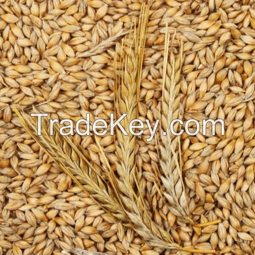 QUALITY BARLEY GRAINS/Barley seeds