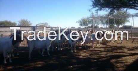 Livestock Full Blood Boer Goats-Mutton