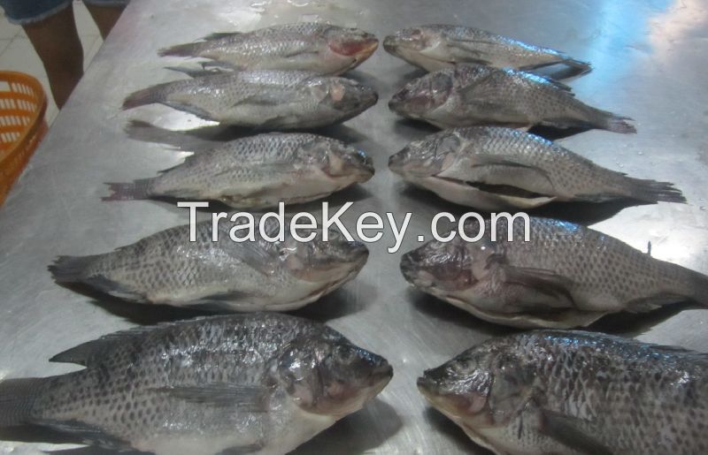 Frozen Tilapia Fish Whole Round Grade A