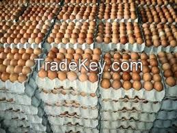 Fresh Table Eggs White / Fresh Table Eggs Brown 40g-50g-60g-65g-70g