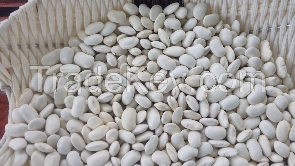 Best Quality White Butter Beans At Low Cost Bulk Price