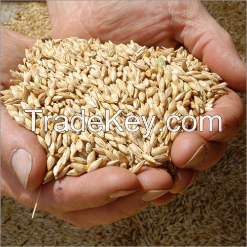 High Quality BARLEY