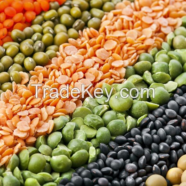 BEST QUALITY GREEN AND RED LENTILS , LOW PRICE