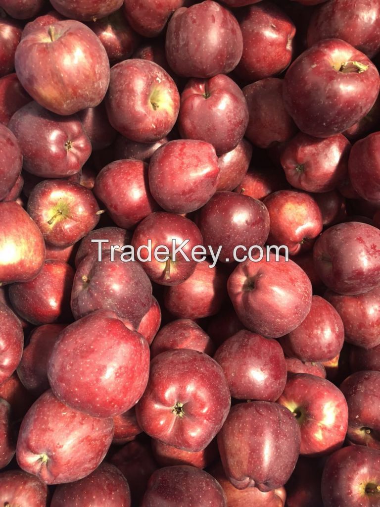Red Apples delicious vendor