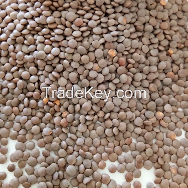Organic Green Lentils for Sale