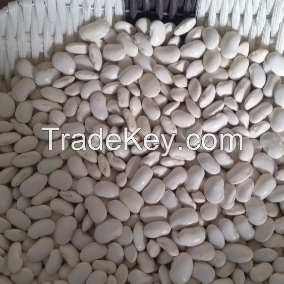 Lima beans WKB crop 2019 only POLAND