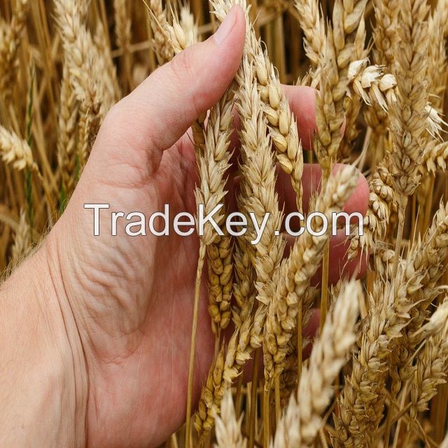 Animal Feed and Human Consumption Dried Wheat Grain for Wholesale