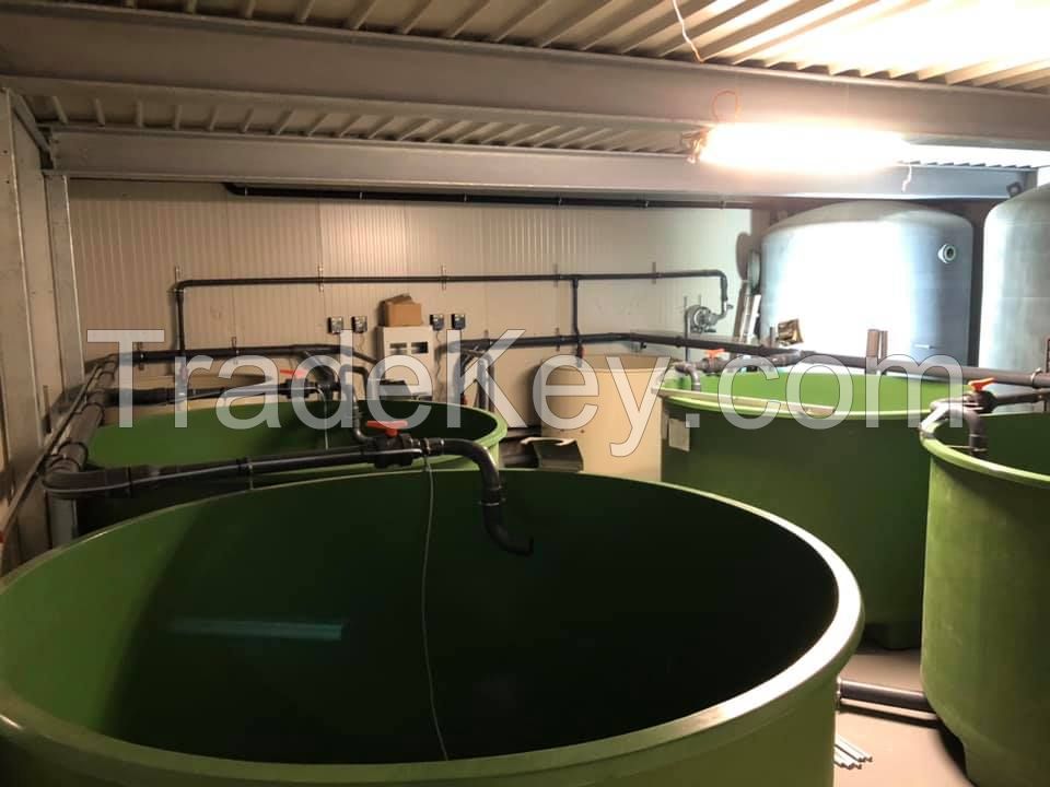 GRP Fiberglass Fish Ponds