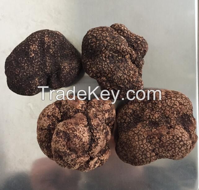 Whole Part white truffle/Delicious Healthy Fresh Black Truffle for Sale