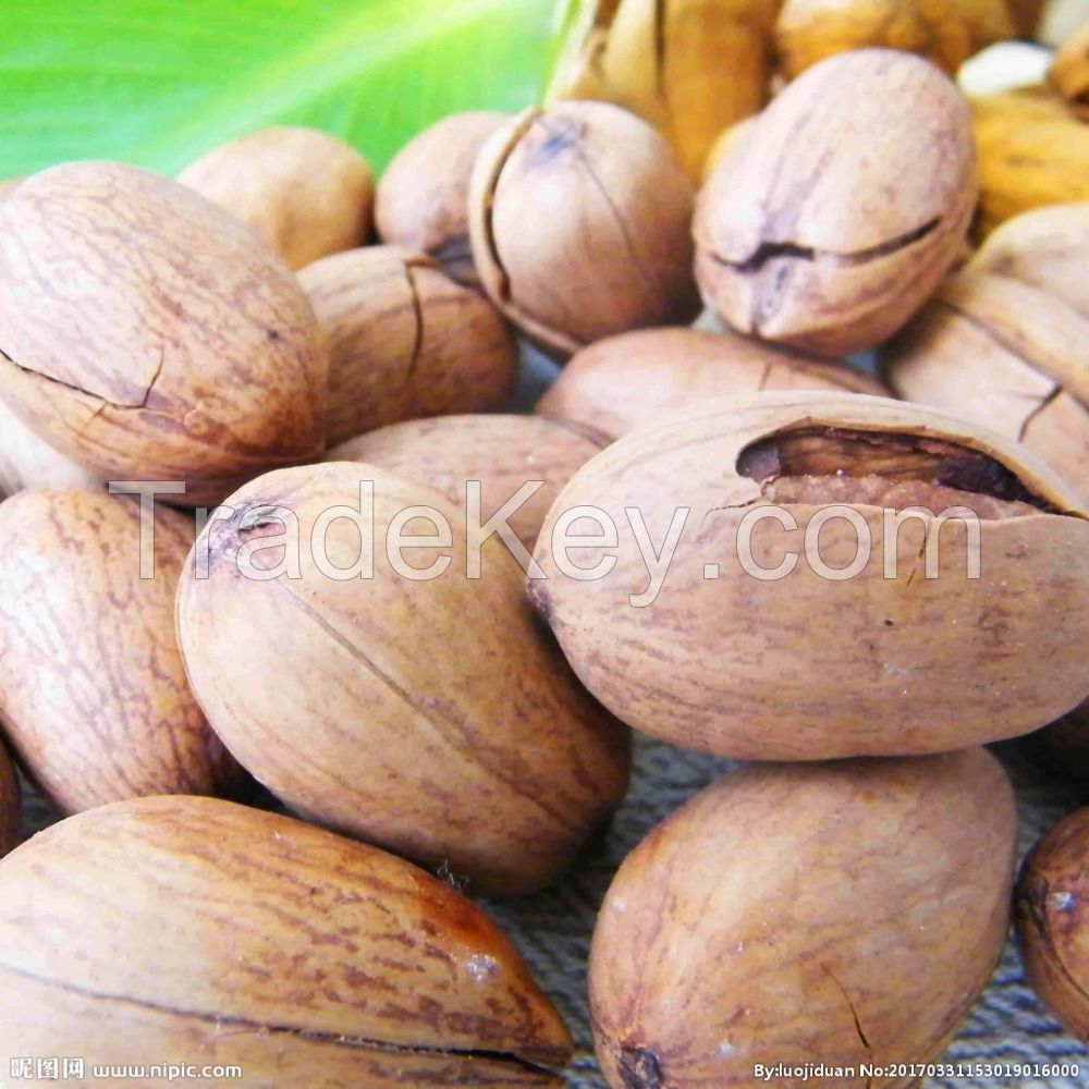 High Quality Pecan Nuts