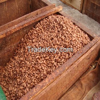 High Quality Natural Dry Raw Cocoa Beans
