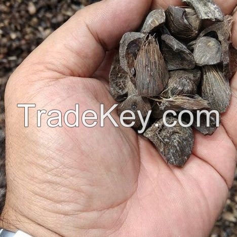 Good Quality Palm Kernel Shells