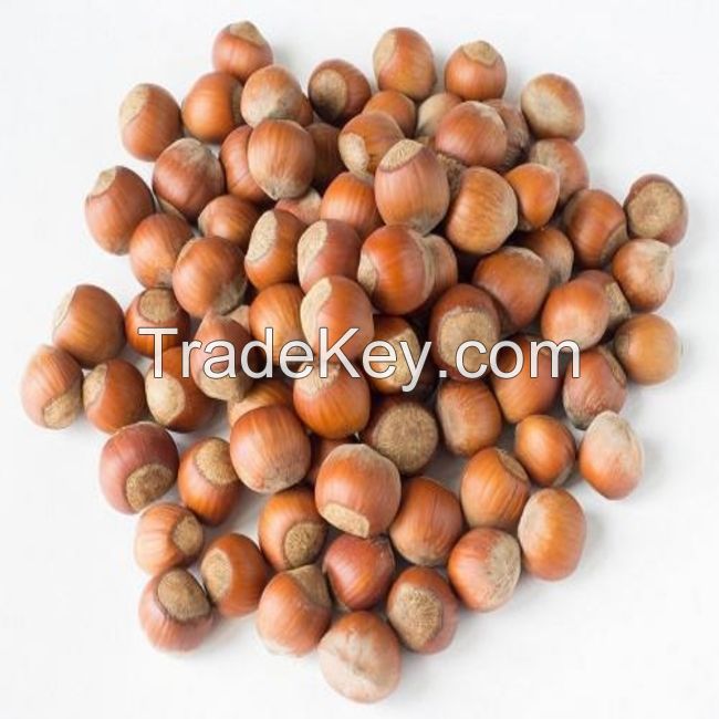 Supplier of Quality Hazel Nuts