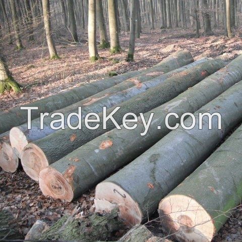 OAK LOGS, POPLAR LOGS, BULK QUANTITIES