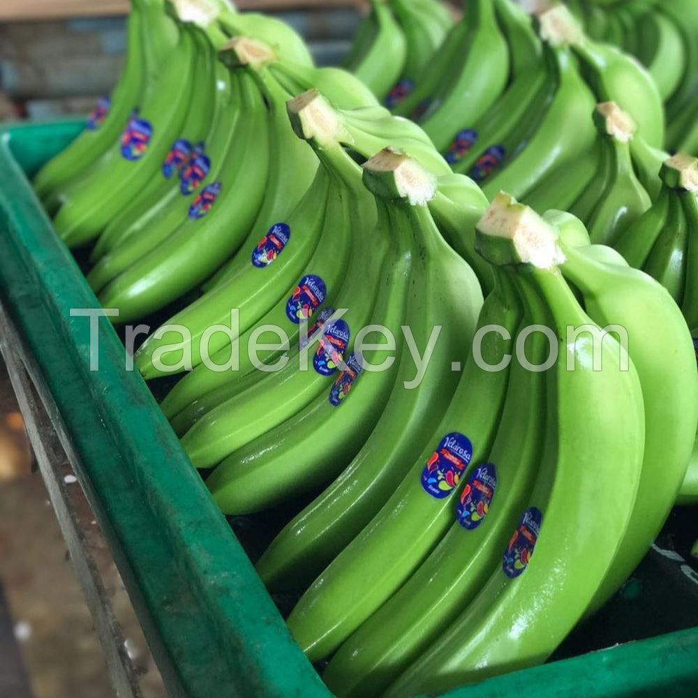 High Quality Fresh Cavendish Banana / Fresh Banana