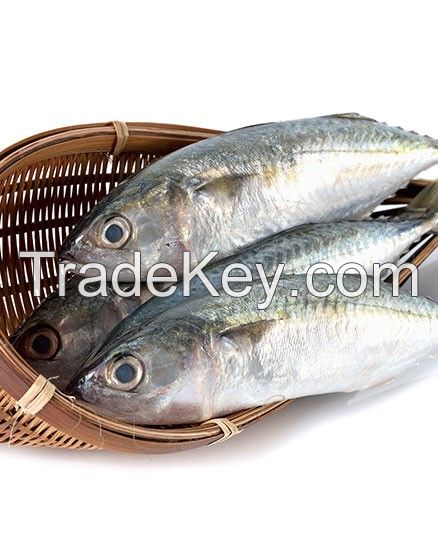 Whole Sale & Hot Sale Frozen Horse Mackerel, Salmon, Ribbon Fish , Eel, Sea Bass Globefish & Tuna Fish