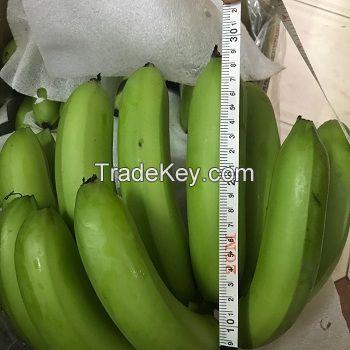 Fresh Banana , Fresh crop, ready to export , Cavendish Banana