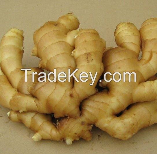 Top Grade Fresh Ginger - Air dried Ginger