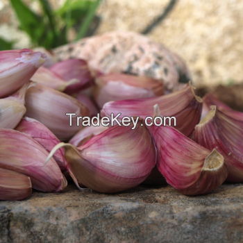 Fresh White and red Garlic- new arrival - Hot Sales