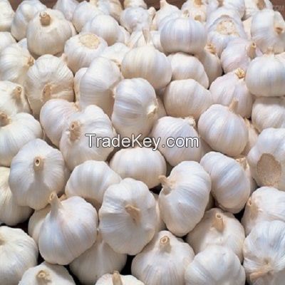 Grade 1 Quality Fresh white garlic With Cheap