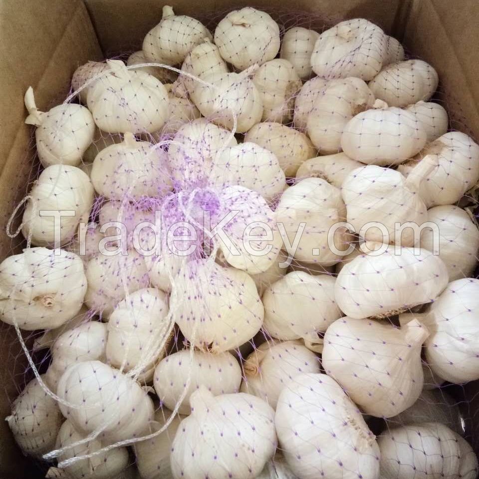 Pure white garlic/normal white garlic With Competitive Price
