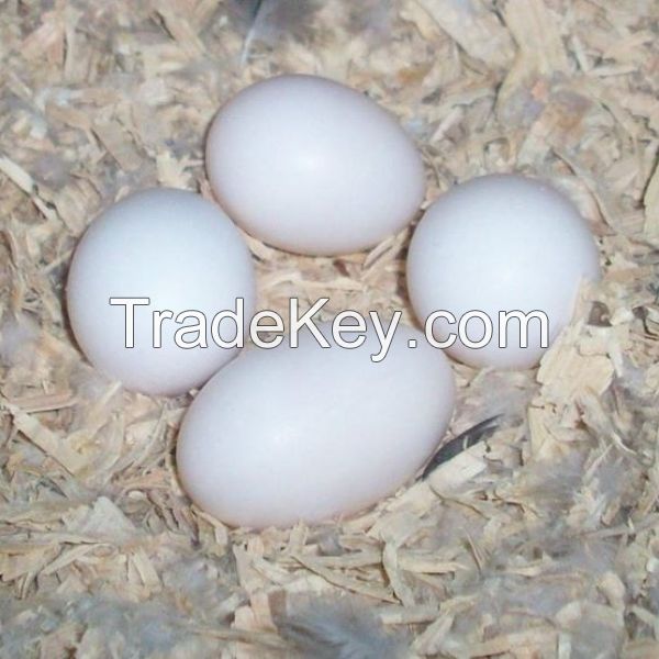Fertilized Ostrich Eggs /Fertilized Parrot Eggs /Fertilized Quail Eggs