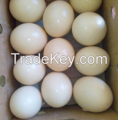 Parrots and Parrots Eggs for Sale