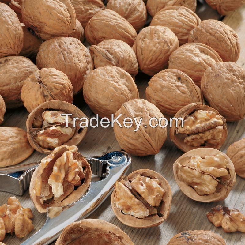 High quality walnut for sale