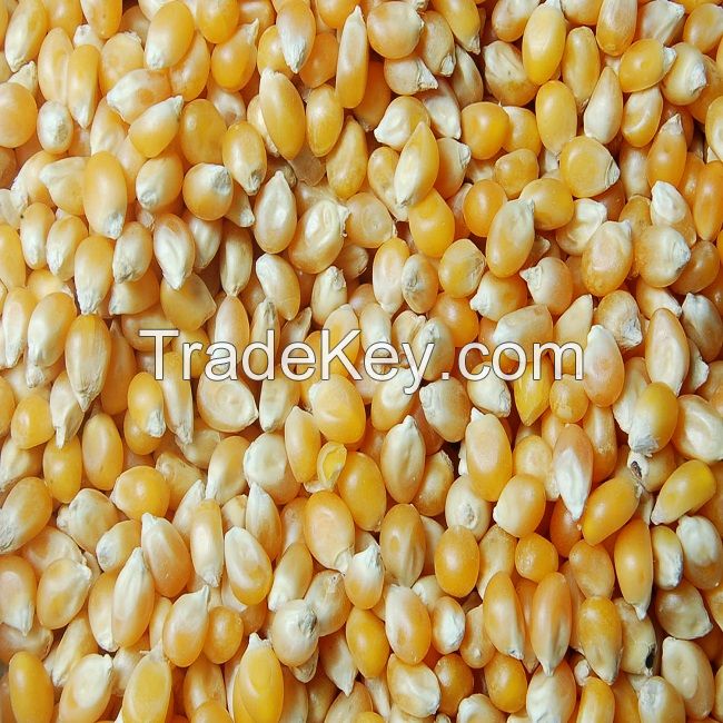 Best quality Corn for sale