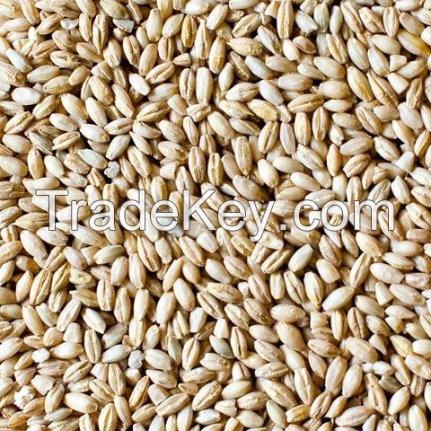 best quality Feed barley for sale