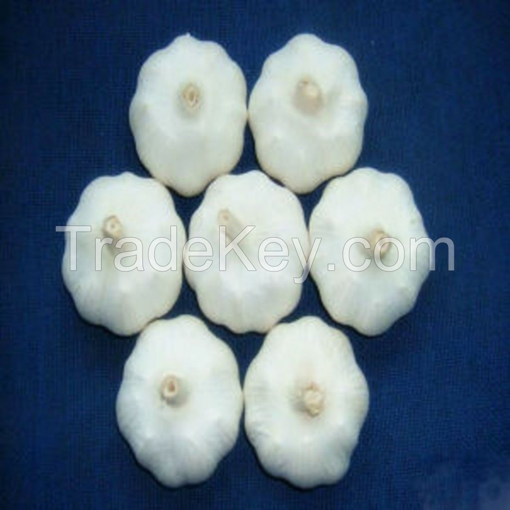 Best quality Garlic for sale