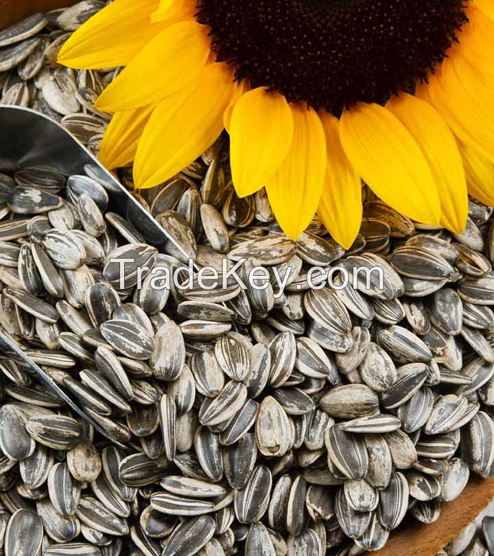 Best Sunflower Seed for sale