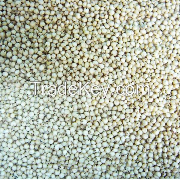 Top quality White Sorghum