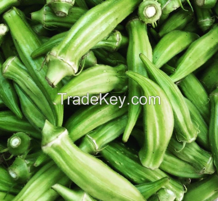 Okra