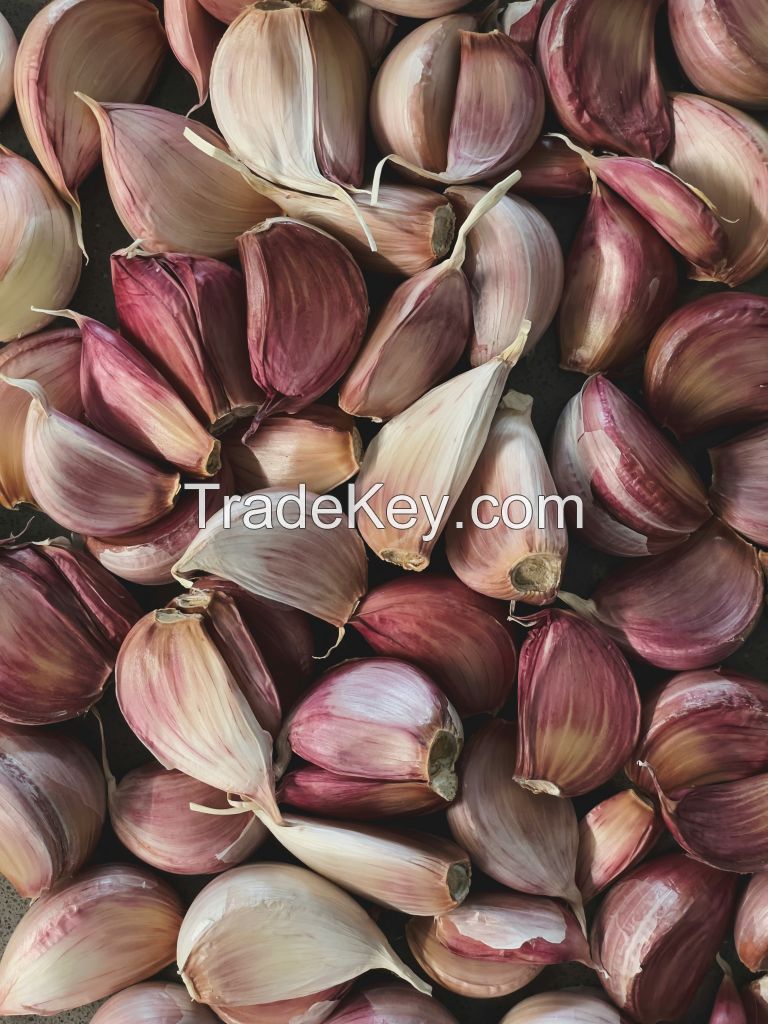 Garlic