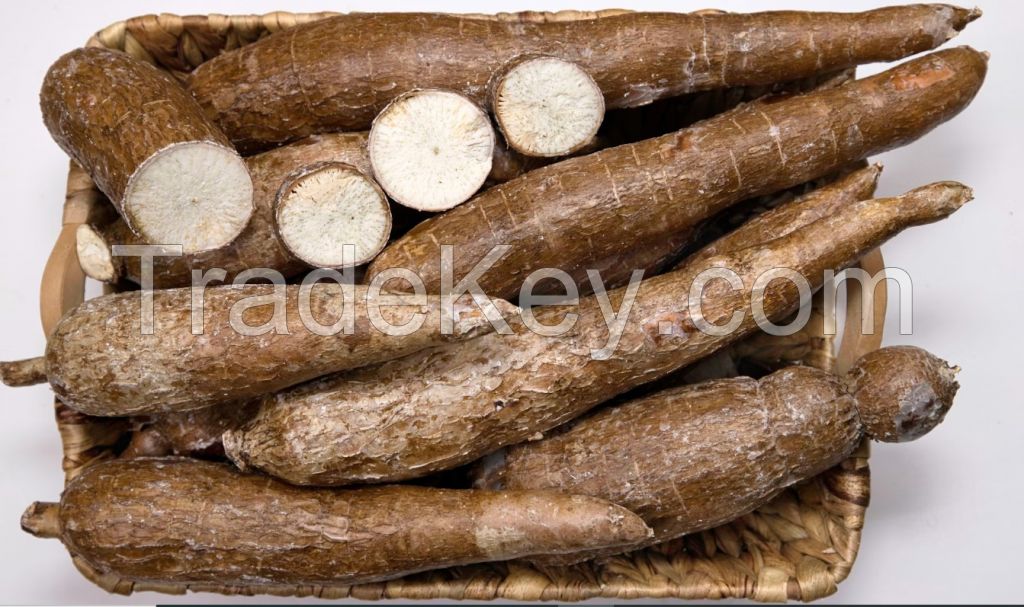 Cassava