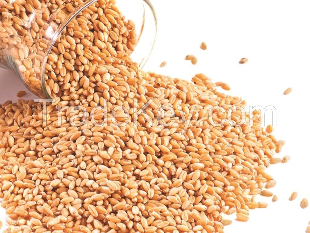 Wholesale soft wheat cereal crop a large amount of vitamins and minerals rich in pectin and dietary