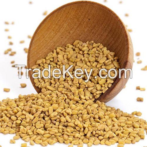 Egyptian Fenugreek Seeds Wholesale supplier