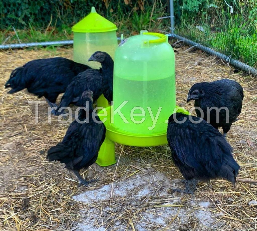 Ayam Cemani Chicken factory price