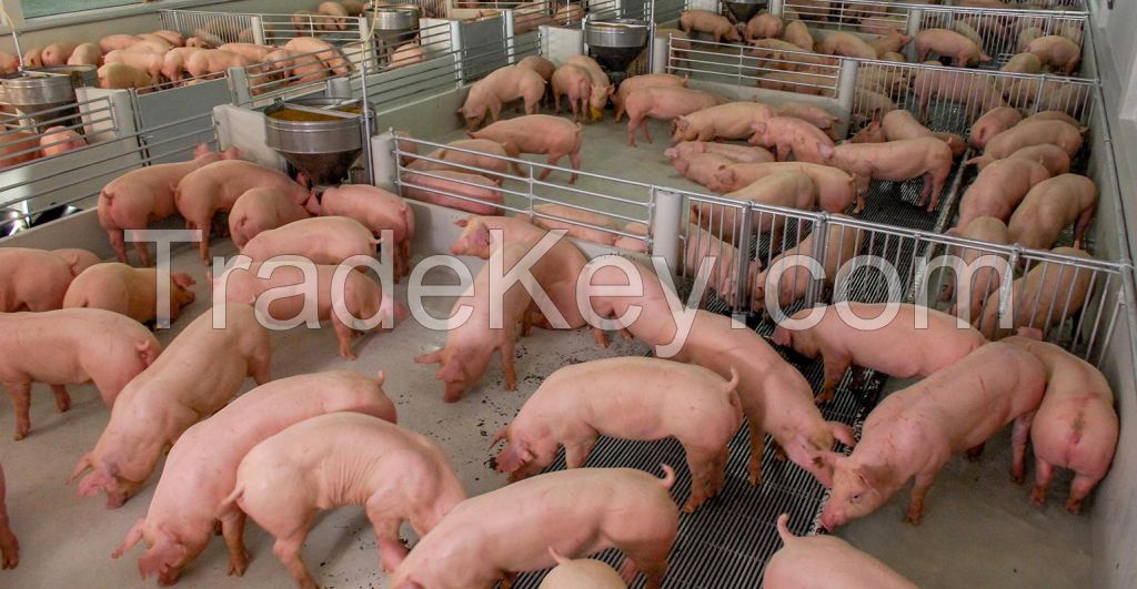 Live Pigs/ Pregnant Live Pigs /alive / live pigs for sale