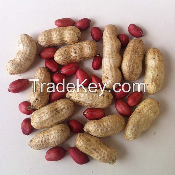 Best Grade PEANUT FOR SALE / Peanuts/Groundnut