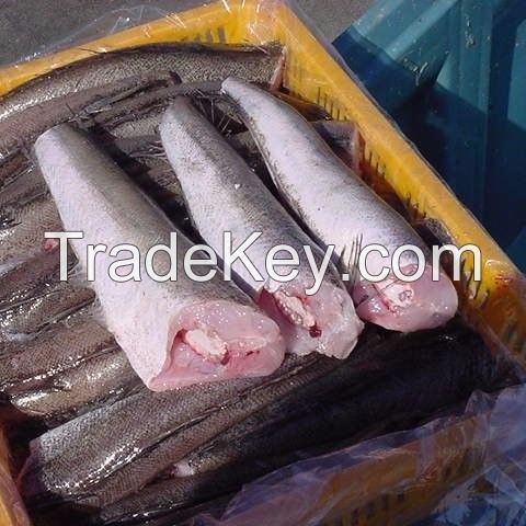 Fresh frozen Hake whole fish, Frozen Hake fish fillet hake