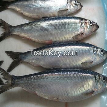 New catch Frozen Pacific Herring Fish from Norway for sale