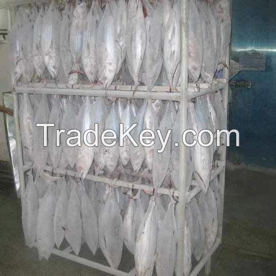 frozen and fresh  tuna for sale