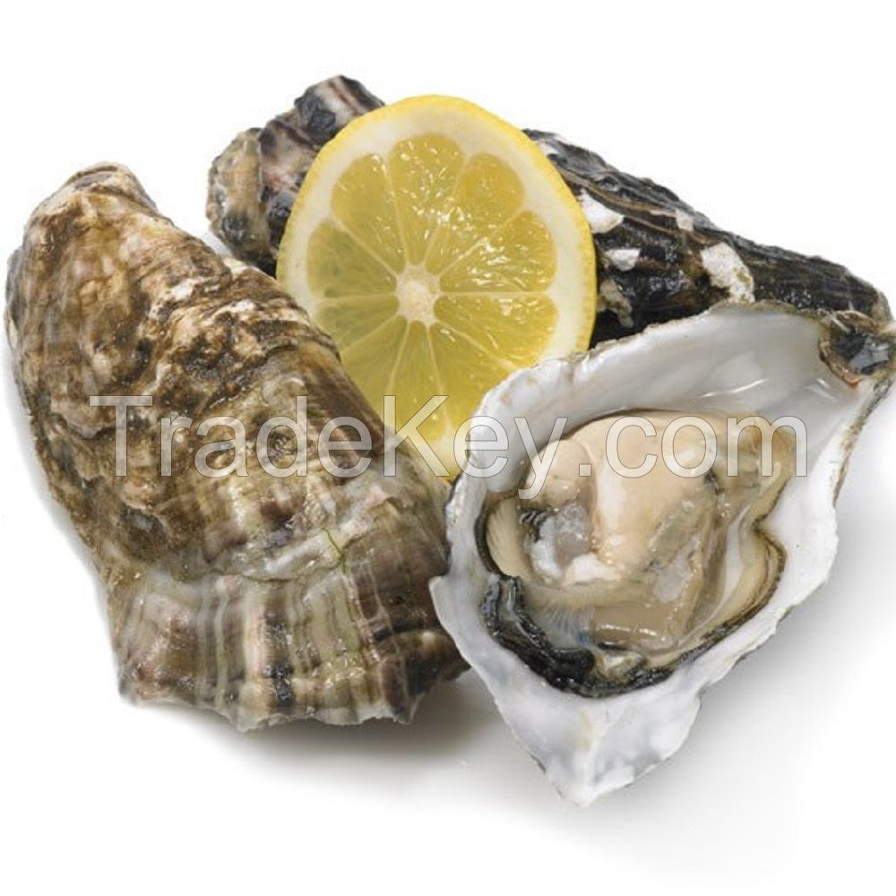 fresh oysters for sale