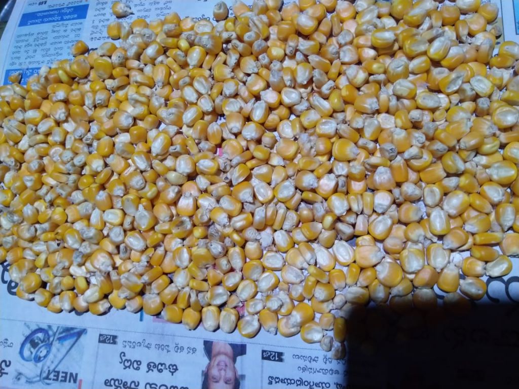 Want to sell Maize