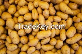 FRESH POTATOES FOR SALE