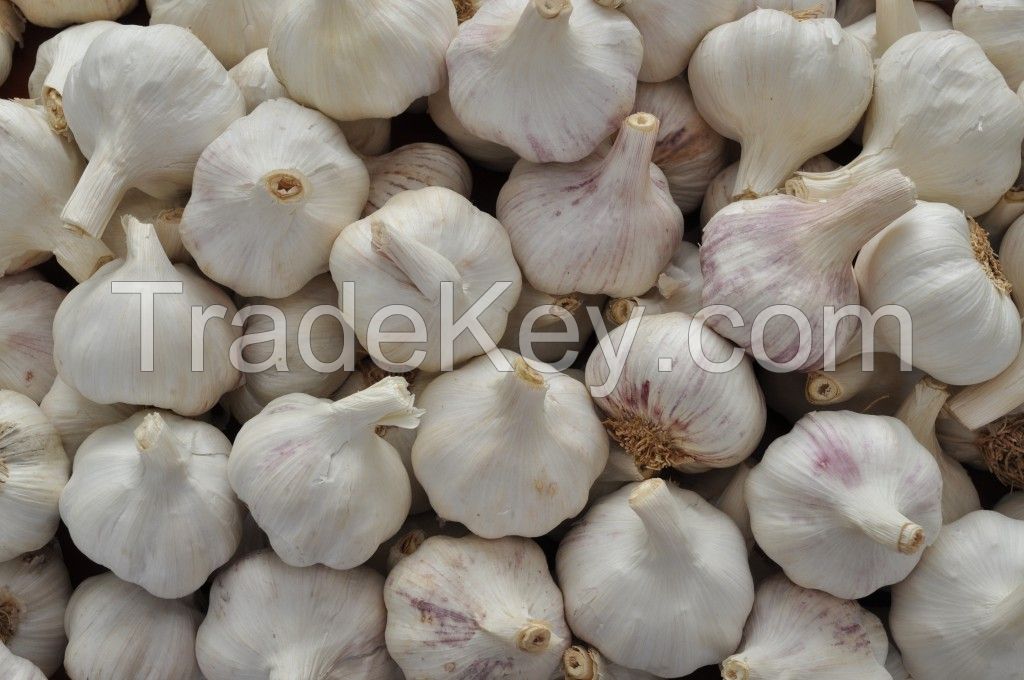 Fresh Garlic