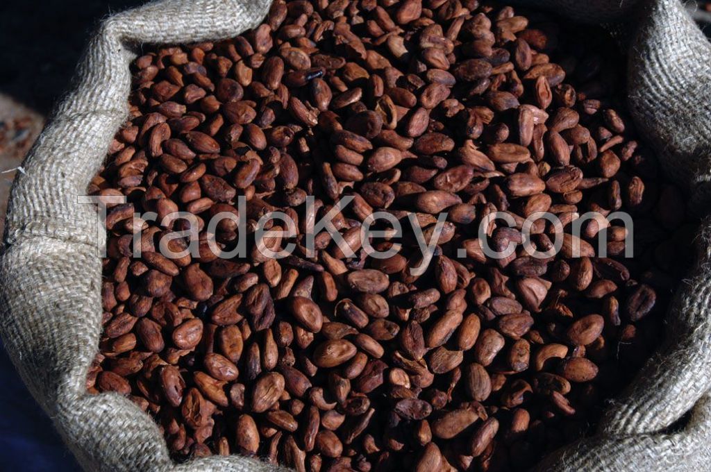 COCOA BEANS