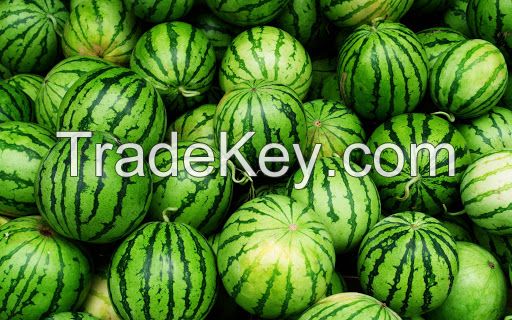 FRESH MELONS